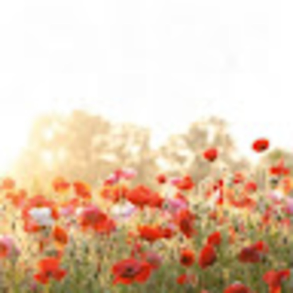 Meet your Posher, Kasey